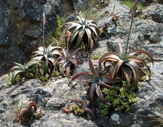 Aloe suprafoliata colonising rock